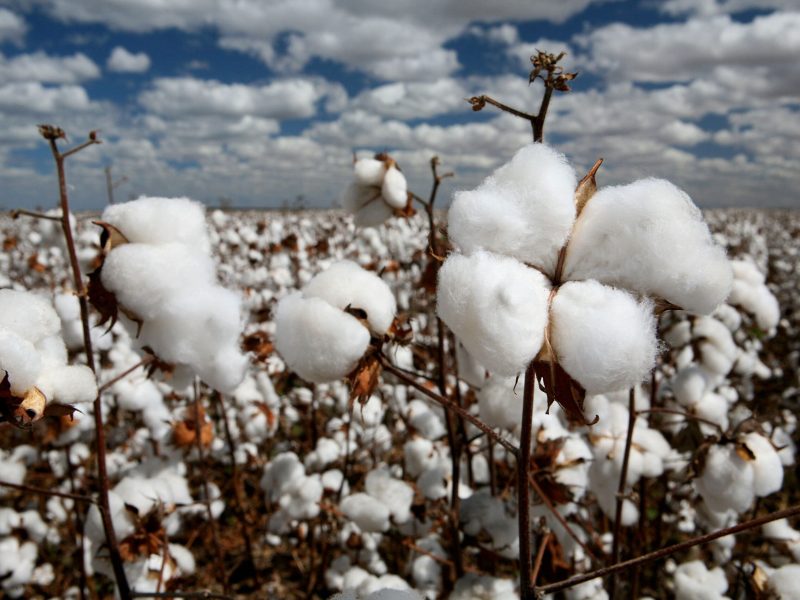 cotton field in contrast with blue sky